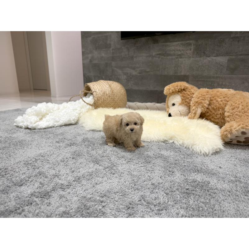 販売中の滋賀県のティーカッププードル-436257の4枚目