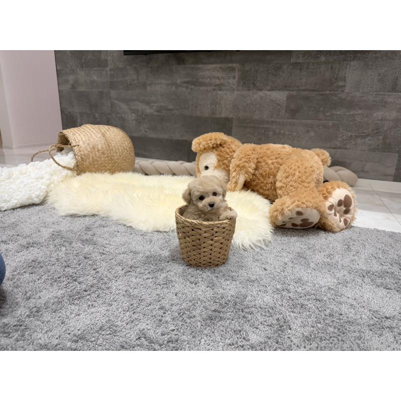 販売中の滋賀県のティーカッププードル-436257の3枚目