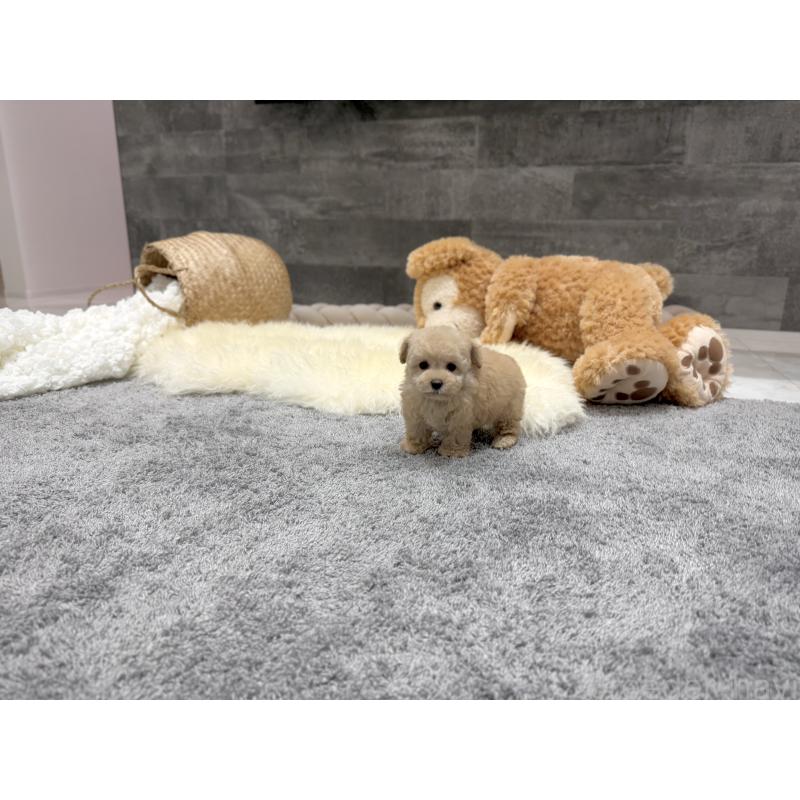 販売中の滋賀県のティーカッププードル-436257の2枚目