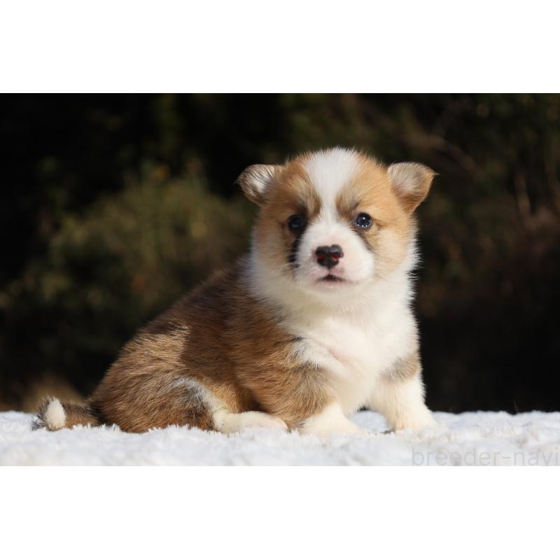 販売中の栃木県のウェルシュコーギーペンブローク-436259の12枚目