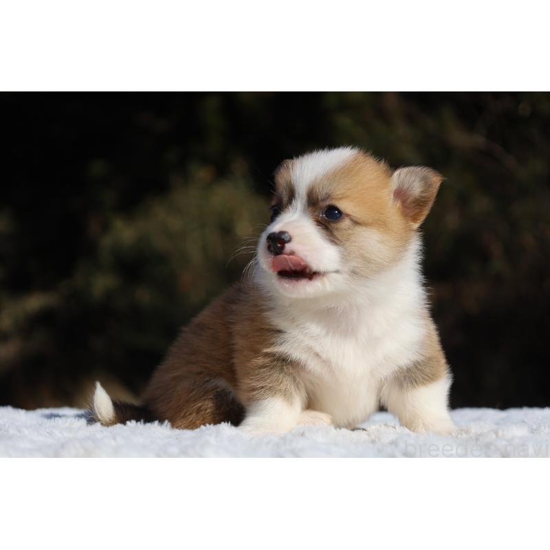 販売中の栃木県のウェルシュコーギーペンブローク-436259の11枚目