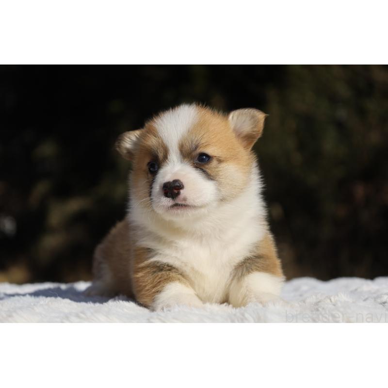 販売中の栃木県のウェルシュコーギーペンブローク-436259の6枚目