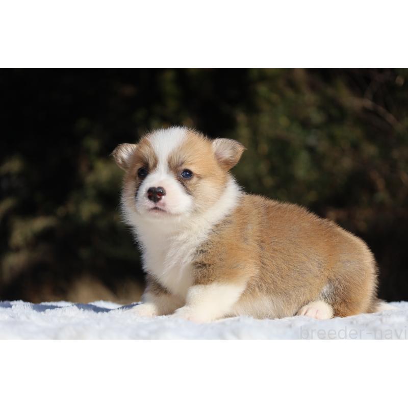 販売中の栃木県のウェルシュコーギーペンブローク-436259の4枚目