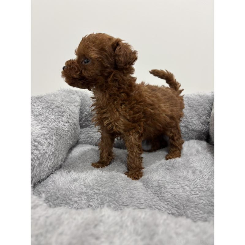 販売中の兵庫県のタイニープードル-436262の8枚目