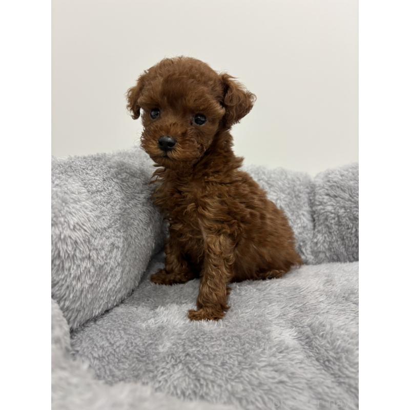 販売中の兵庫県のタイニープードル-436262の7枚目