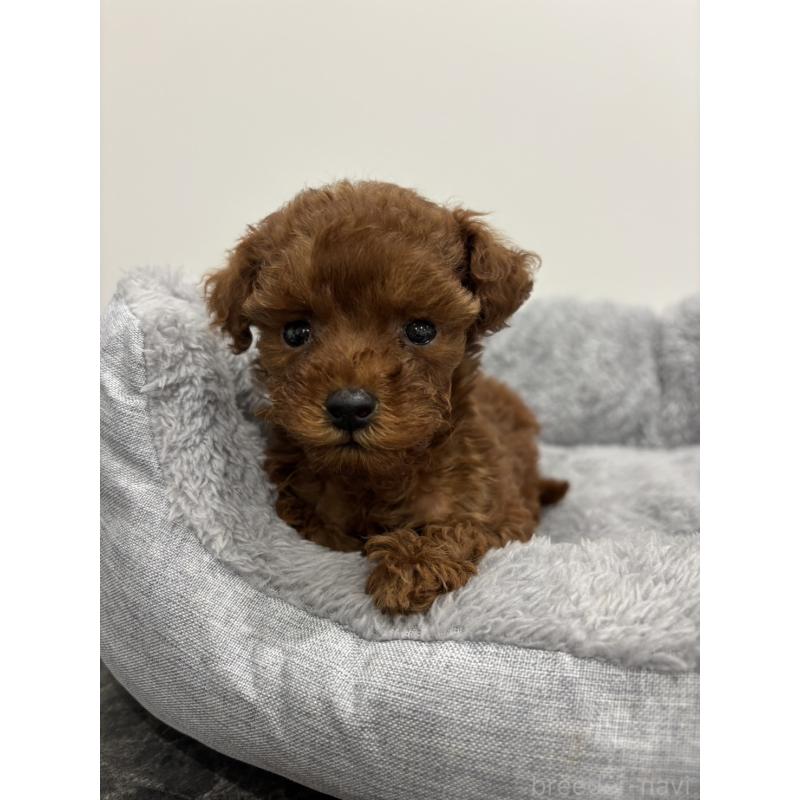 販売中の兵庫県のタイニープードル-436262の5枚目