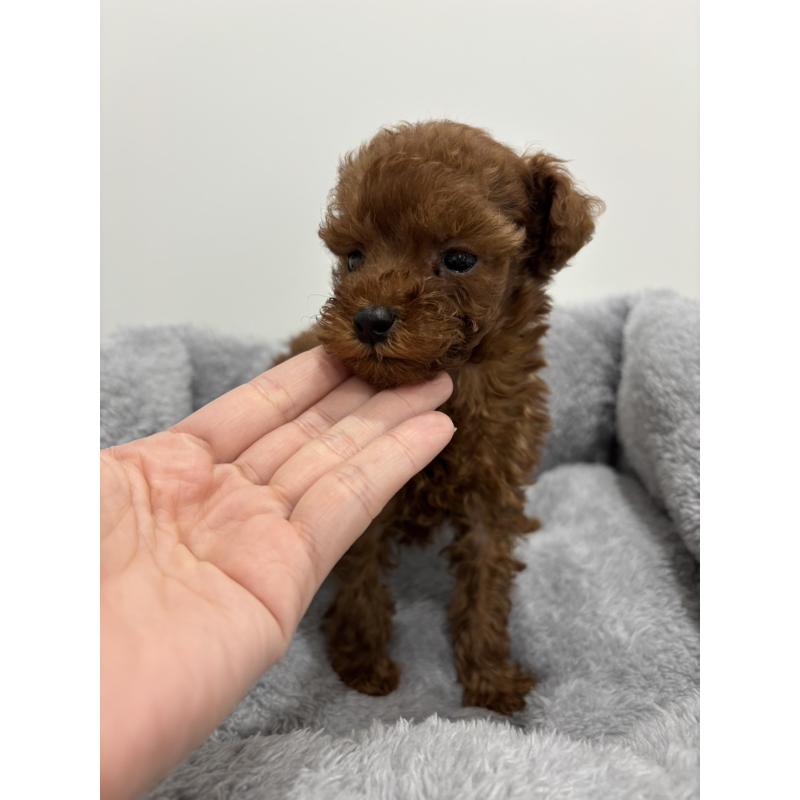 販売中の兵庫県のタイニープードル-436262の3枚目