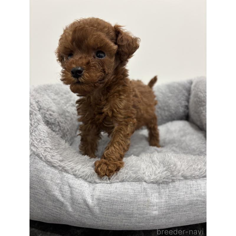 販売中の兵庫県のタイニープードル-436262の2枚目