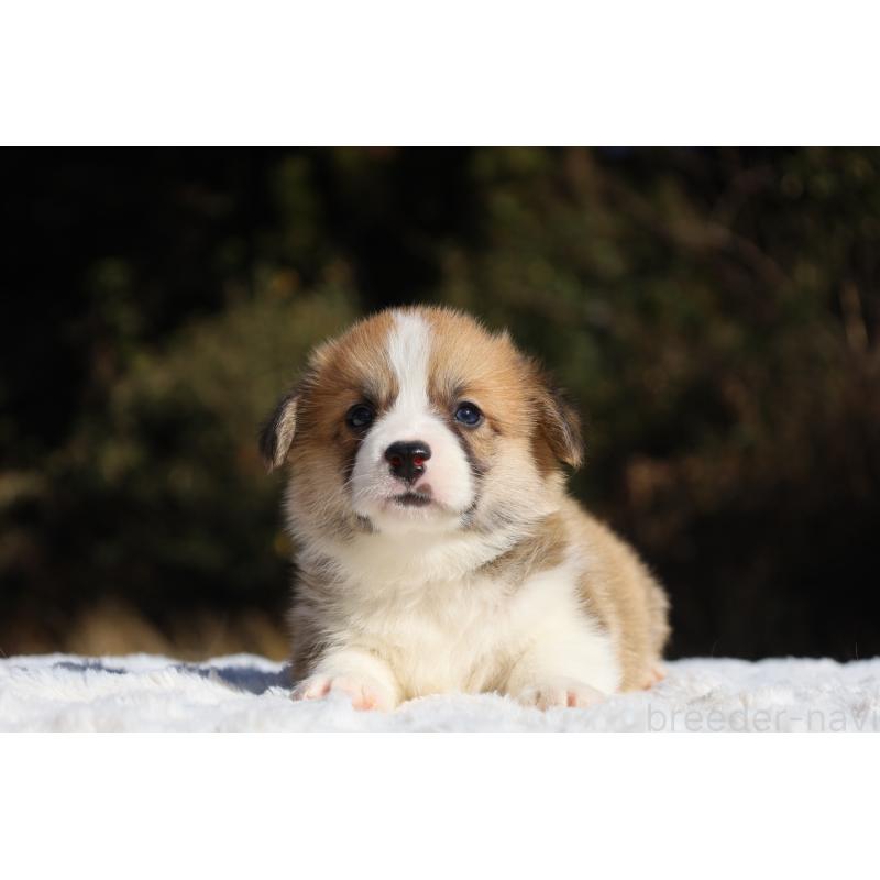 販売中の栃木県のウェルシュコーギーペンブローク-436260の5枚目