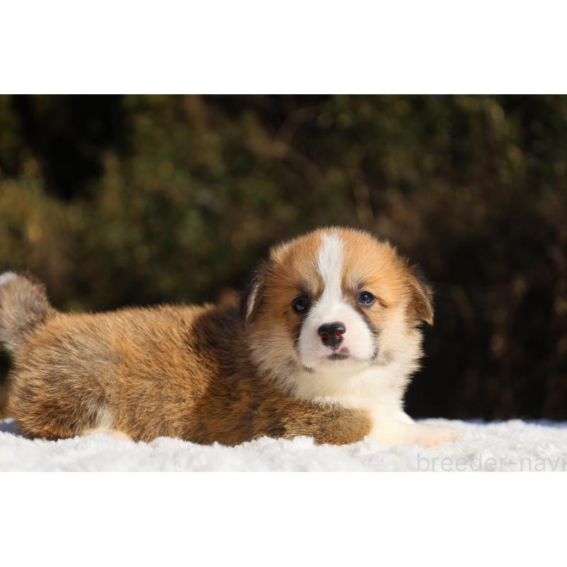 販売中の栃木県のウェルシュコーギーペンブローク-436260の4枚目