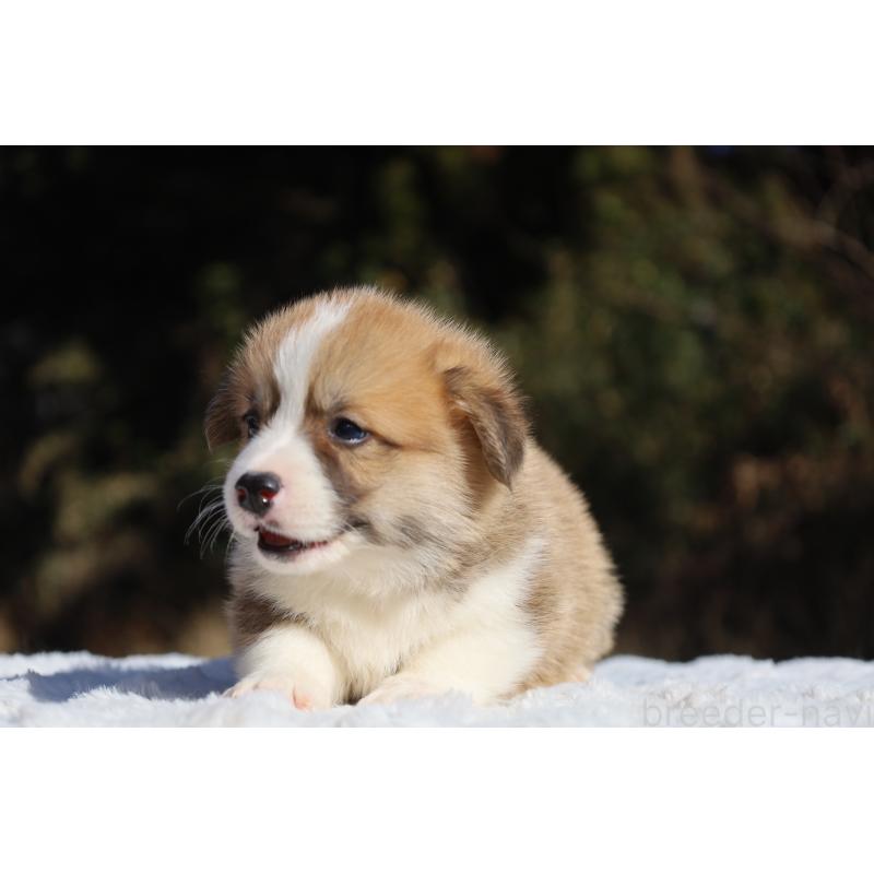 販売中の栃木県のウェルシュコーギーペンブローク-436260の3枚目