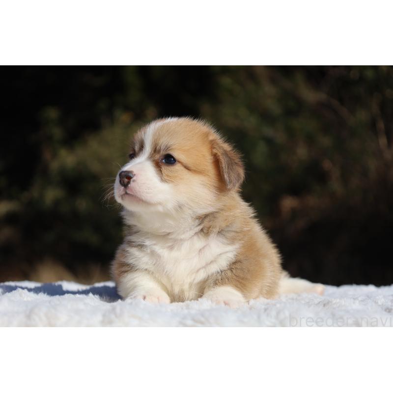 販売中の栃木県のウェルシュコーギーペンブローク-436261の8枚目