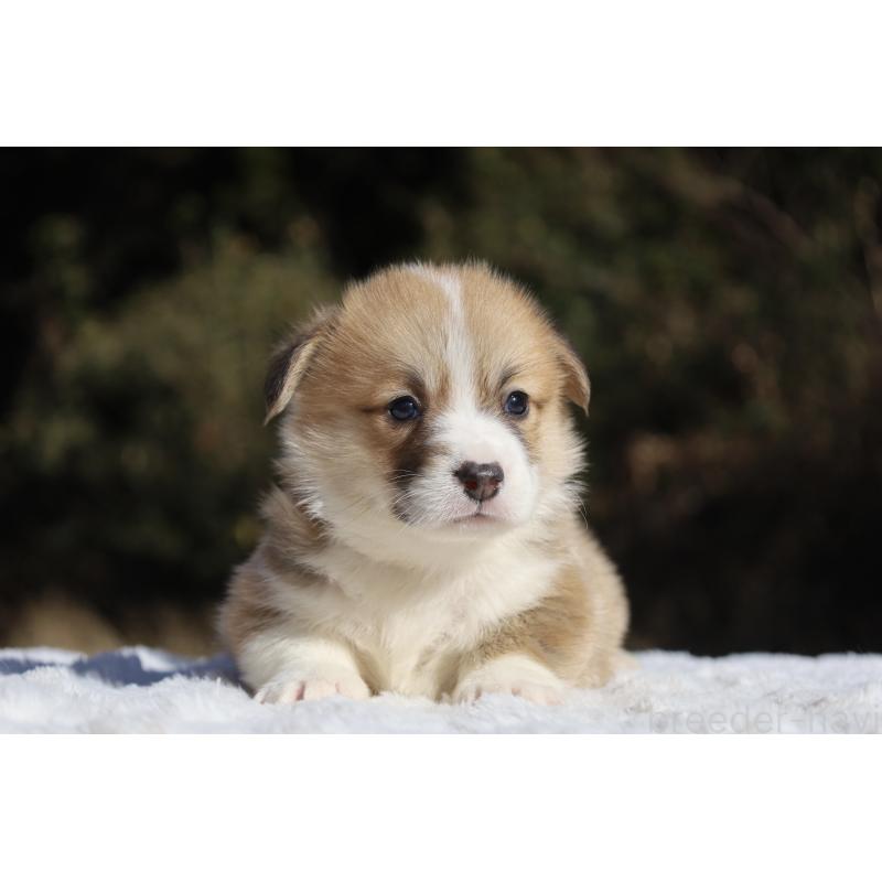 販売中の栃木県のウェルシュコーギーペンブローク-436261の7枚目