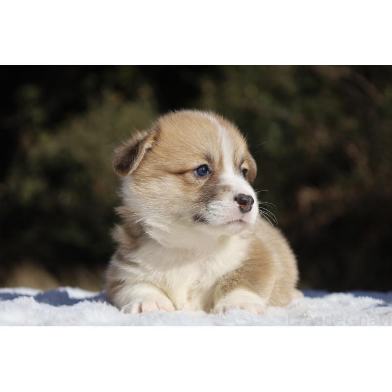 販売中の栃木県のウェルシュコーギーペンブローク-436261の6枚目