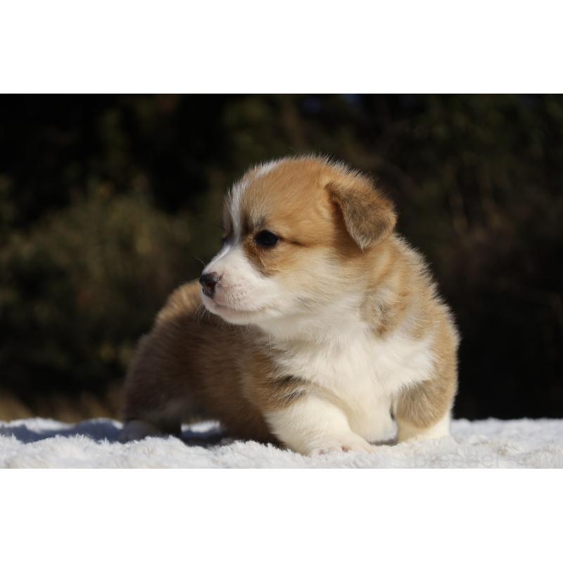 販売中の栃木県のウェルシュコーギーペンブローク-436261の5枚目