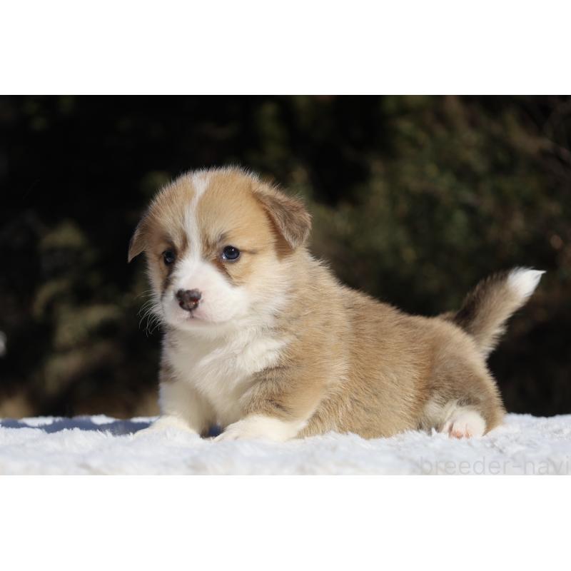 販売中の栃木県のウェルシュコーギーペンブローク-436261の4枚目