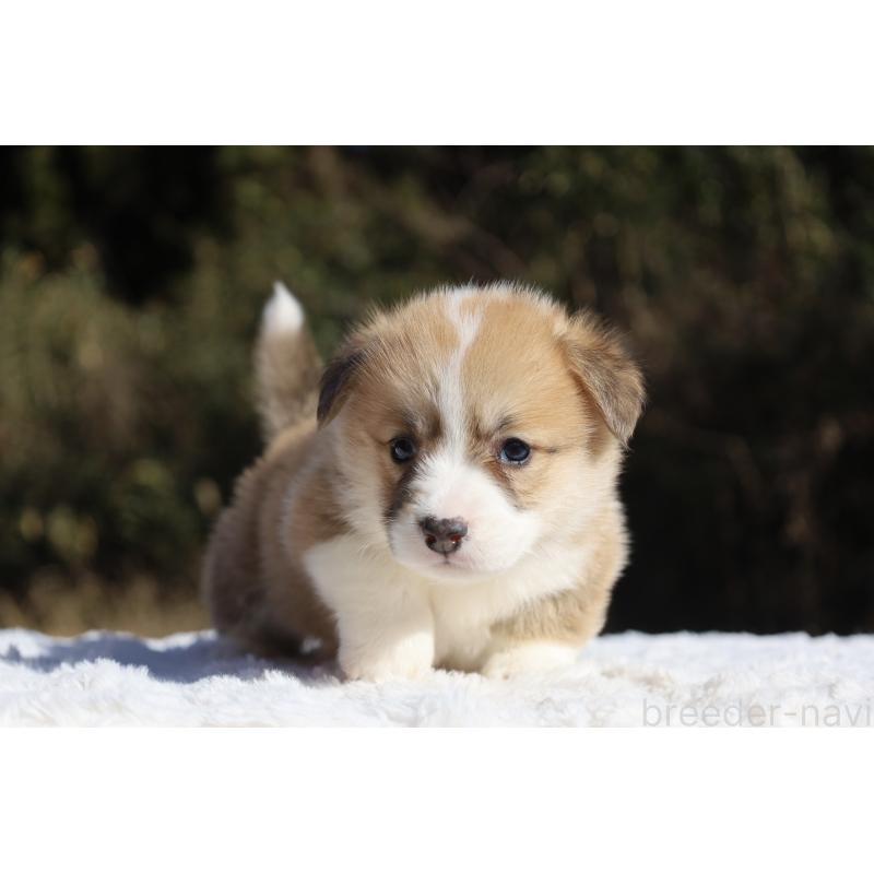 販売中の栃木県のウェルシュコーギーペンブローク-436261の3枚目