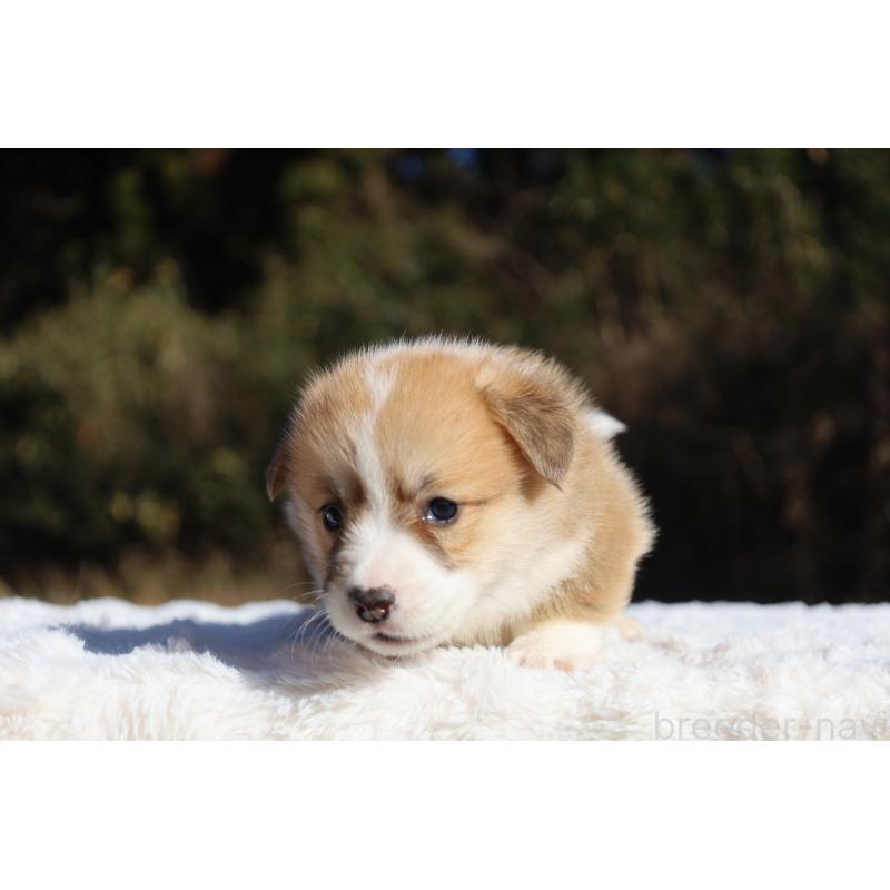 販売中の栃木県のウェルシュコーギーペンブローク-436261の2枚目