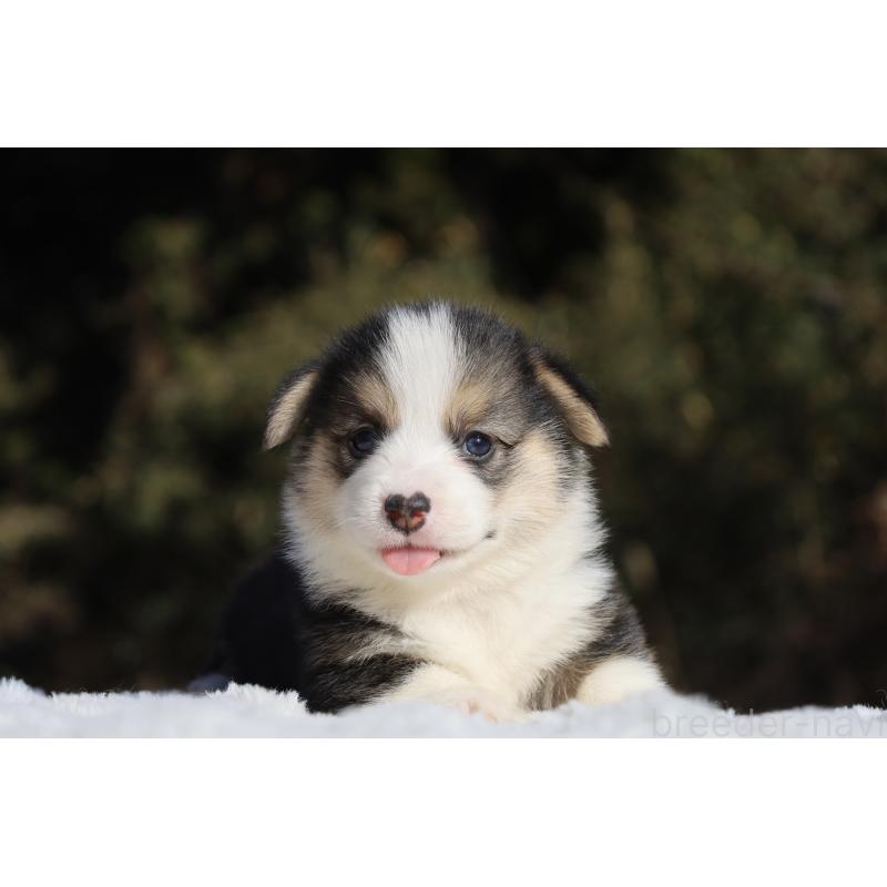 販売中の栃木県のウェルシュコーギーペンブローク-436263の17枚目