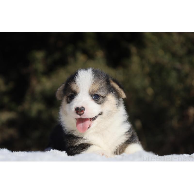 販売中の栃木県のウェルシュコーギーペンブローク-436263の16枚目