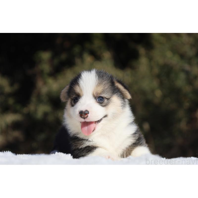 販売中の栃木県のウェルシュコーギーペンブローク-436263の15枚目