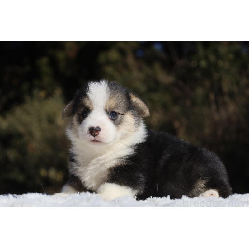 販売中の栃木県のウェルシュコーギーペンブローク-436263の11枚目