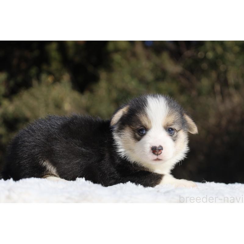 販売中の栃木県のウェルシュコーギーペンブローク-436263の9枚目