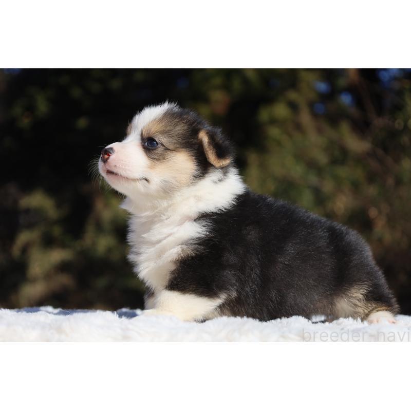 販売中の栃木県のウェルシュコーギーペンブローク-436263の8枚目