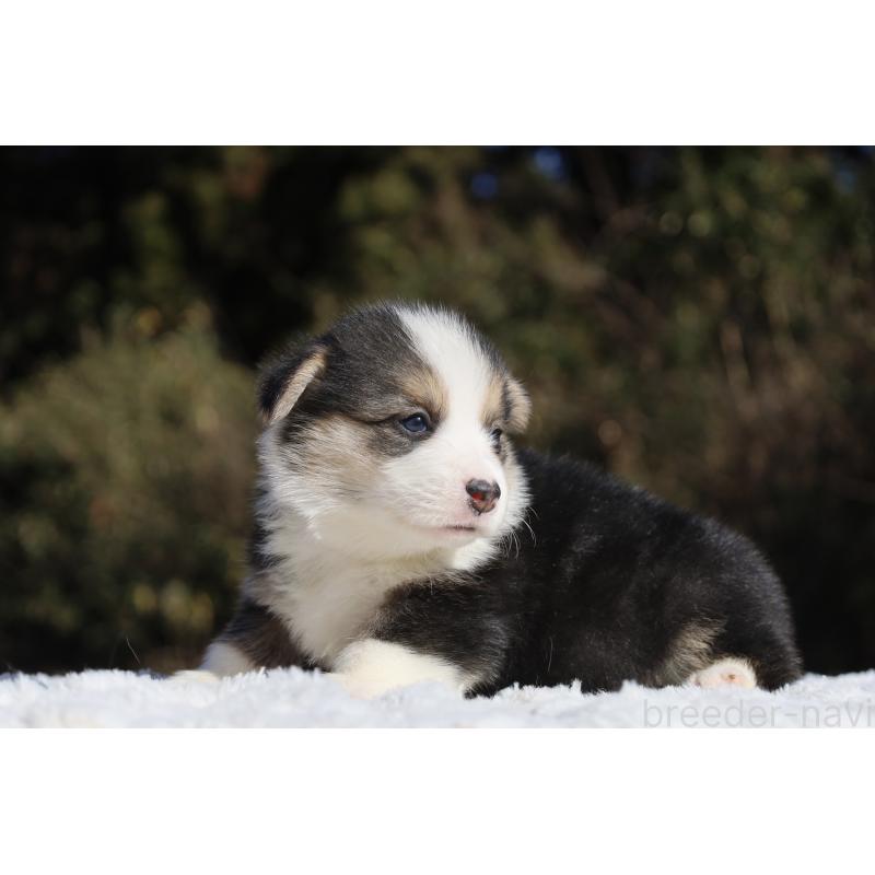 販売中の栃木県のウェルシュコーギーペンブローク-436263の6枚目