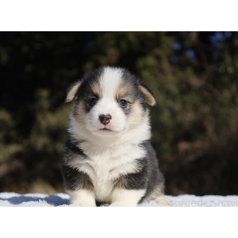 販売中の栃木県のウェルシュコーギーペンブローク-436263の5枚目