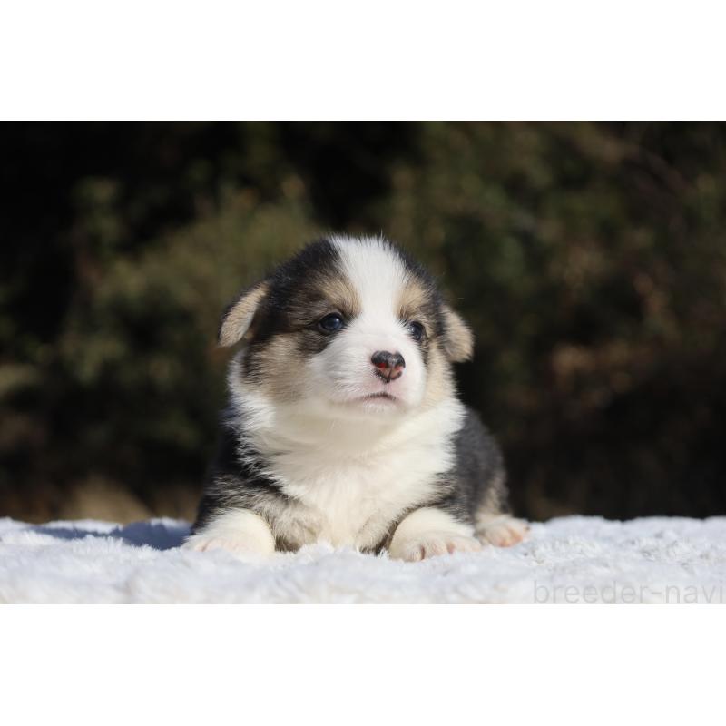 販売中の栃木県のウェルシュコーギーペンブローク-436263の4枚目