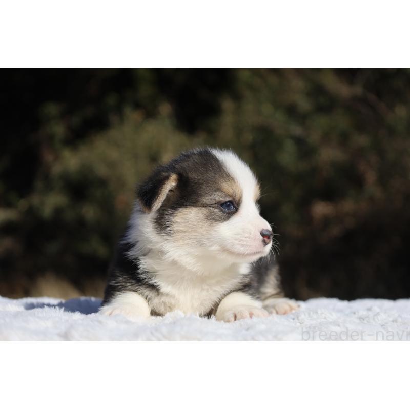 販売中の栃木県のウェルシュコーギーペンブローク-436263の2枚目