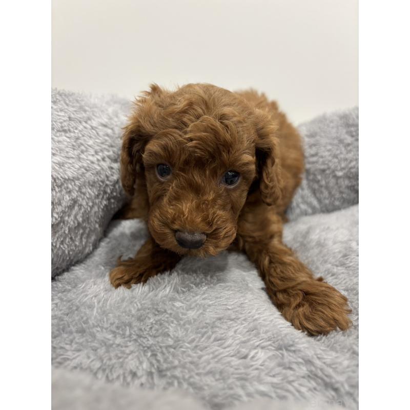 販売中の兵庫県のトイプードル-436264の10枚目