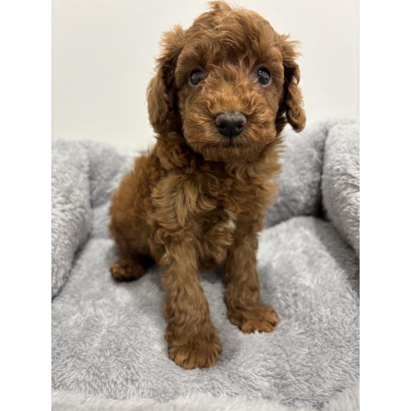 販売中の兵庫県のトイプードル-436264の7枚目