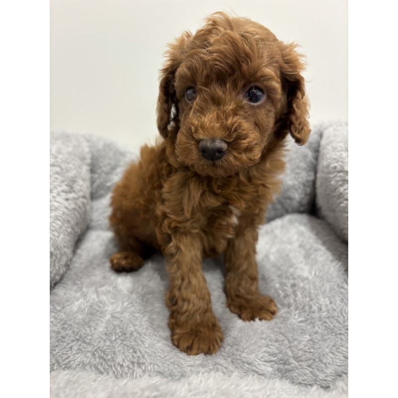 販売中の兵庫県のトイプードル-436264の6枚目