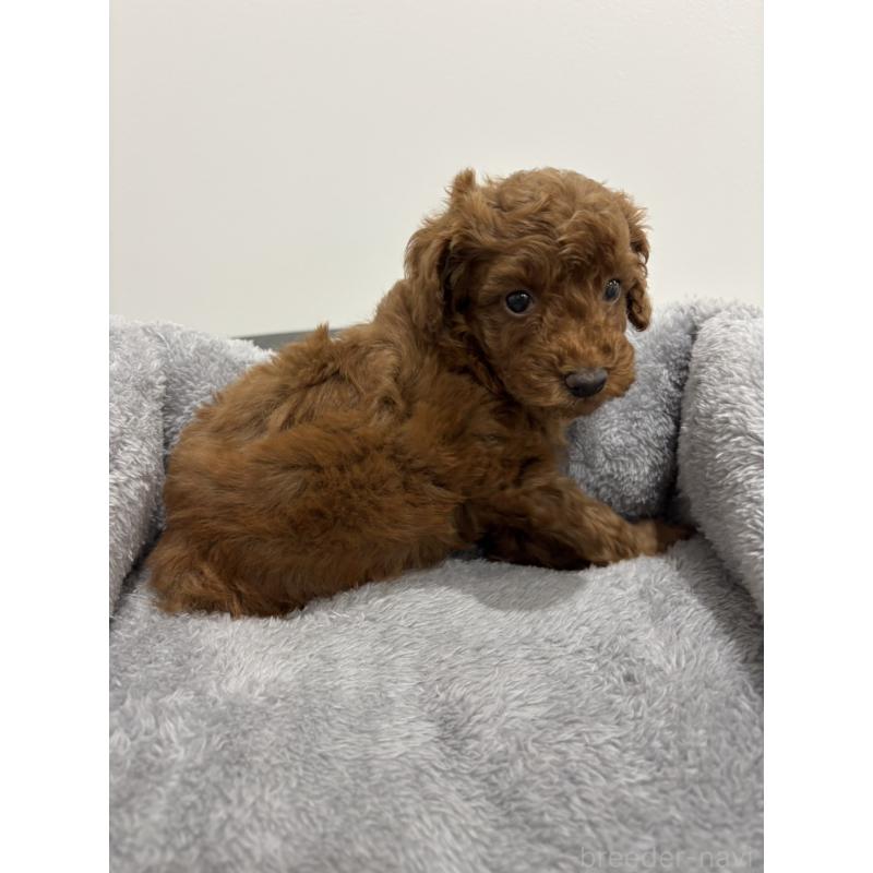 販売中の兵庫県のトイプードル-436264の5枚目