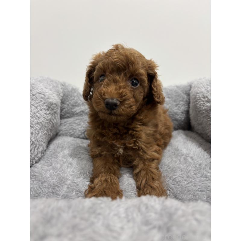 販売中の兵庫県のトイプードル-436264の3枚目