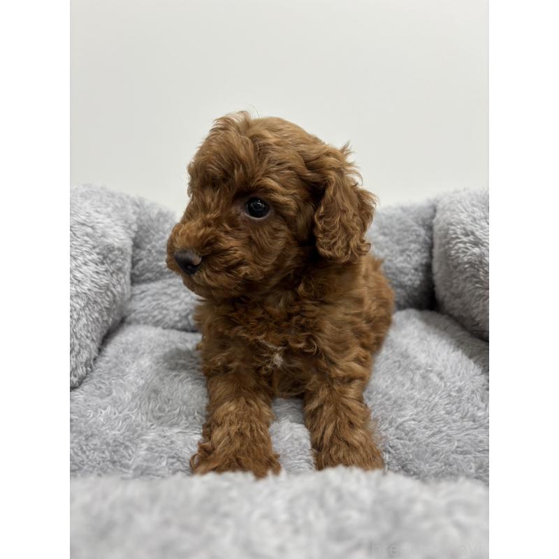 販売中の兵庫県のトイプードル-436264の2枚目