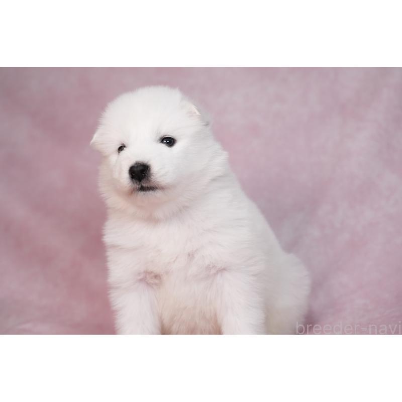 販売中の群馬県のサモエド-436270の12枚目