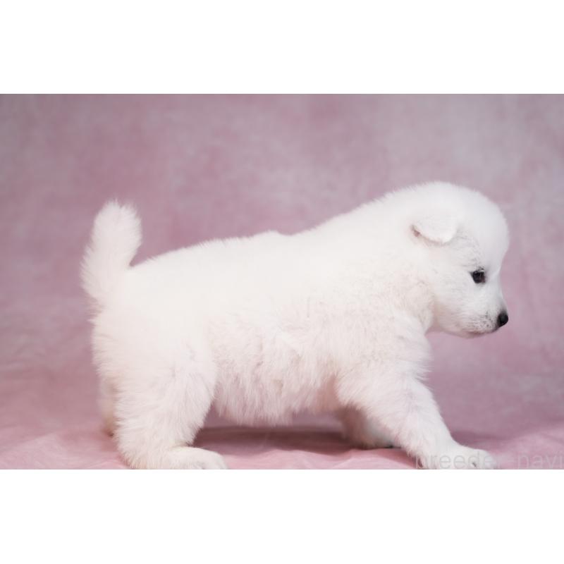 販売中の群馬県のサモエド-436270の11枚目