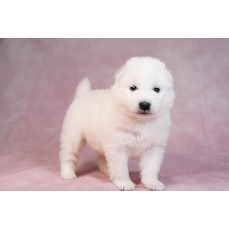 販売中の群馬県のサモエド-436270の10枚目