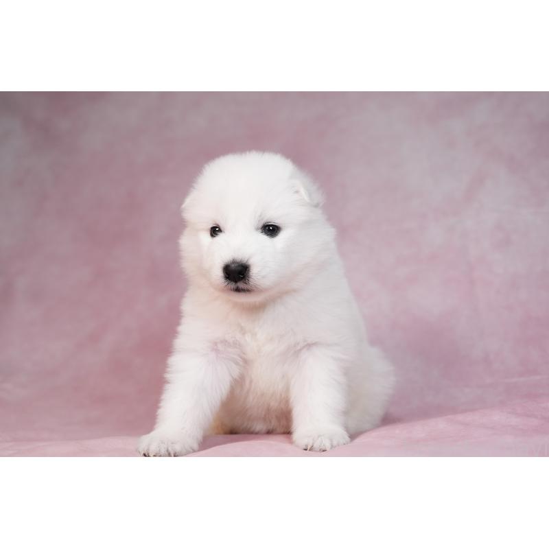 販売中の群馬県のサモエド-436270の9枚目