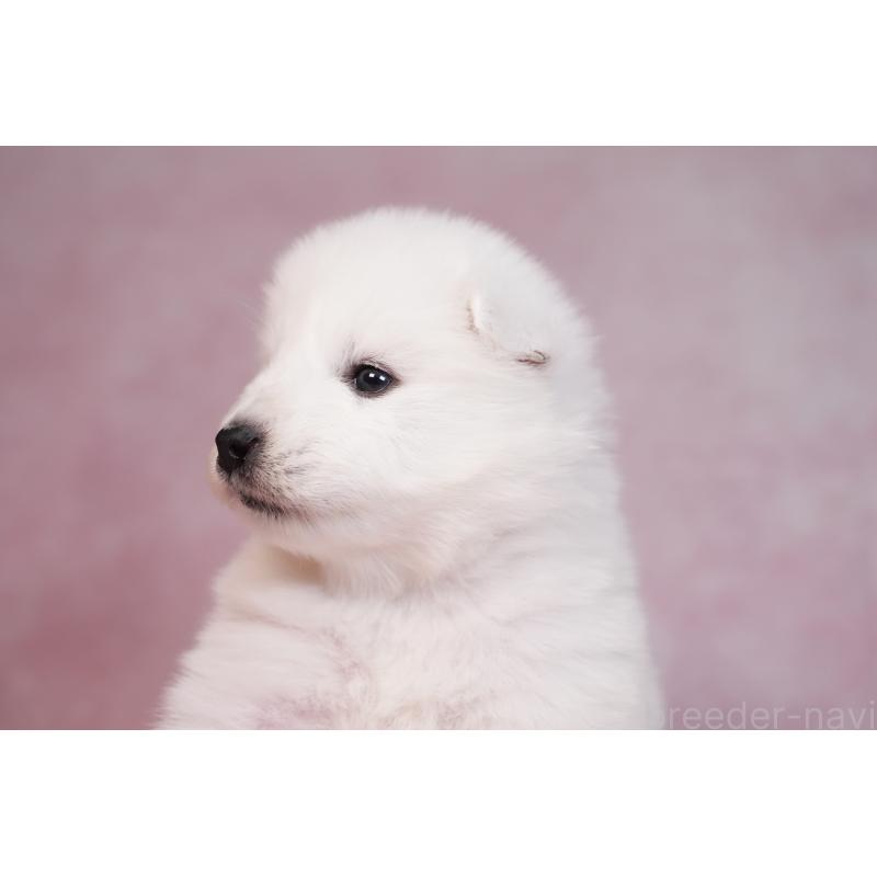 販売中の群馬県のサモエド-436270の8枚目