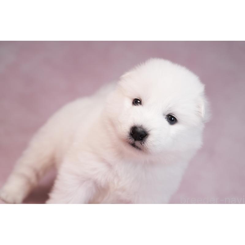 販売中の群馬県のサモエド-436270の7枚目