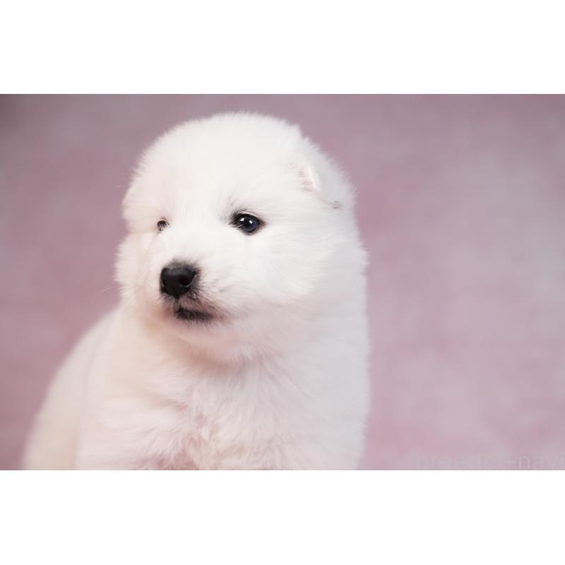 販売中の群馬県のサモエド-436270の6枚目