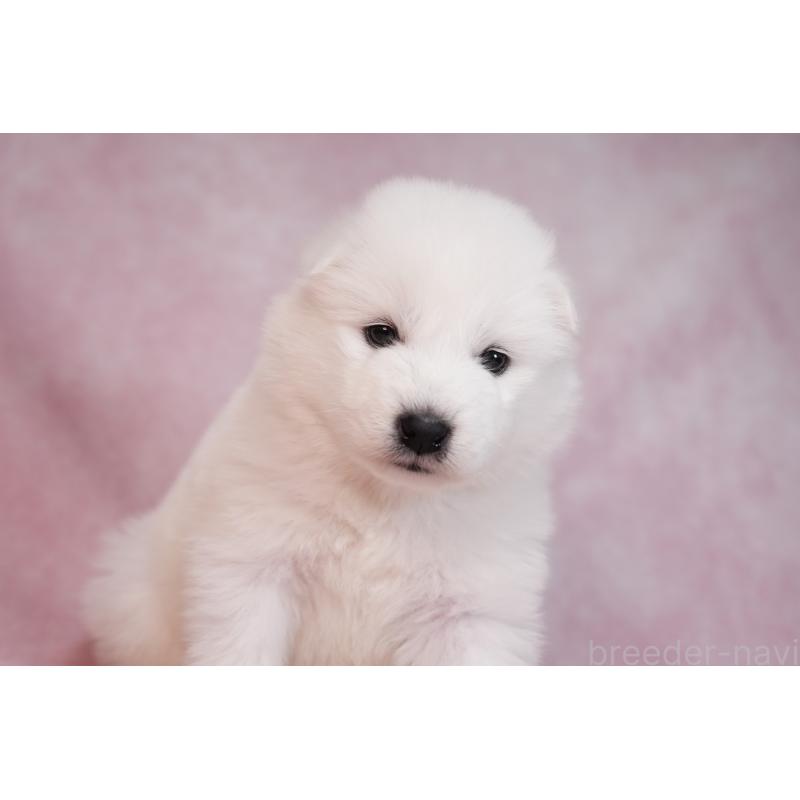 販売中の群馬県のサモエド-436270の3枚目