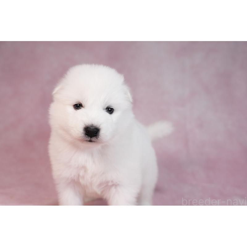 販売中の群馬県のサモエド-436270の2枚目