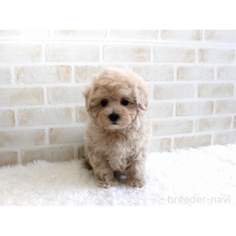 成約済の千葉県のマルプー:マルチーズ×トイプードル-434246の3枚目