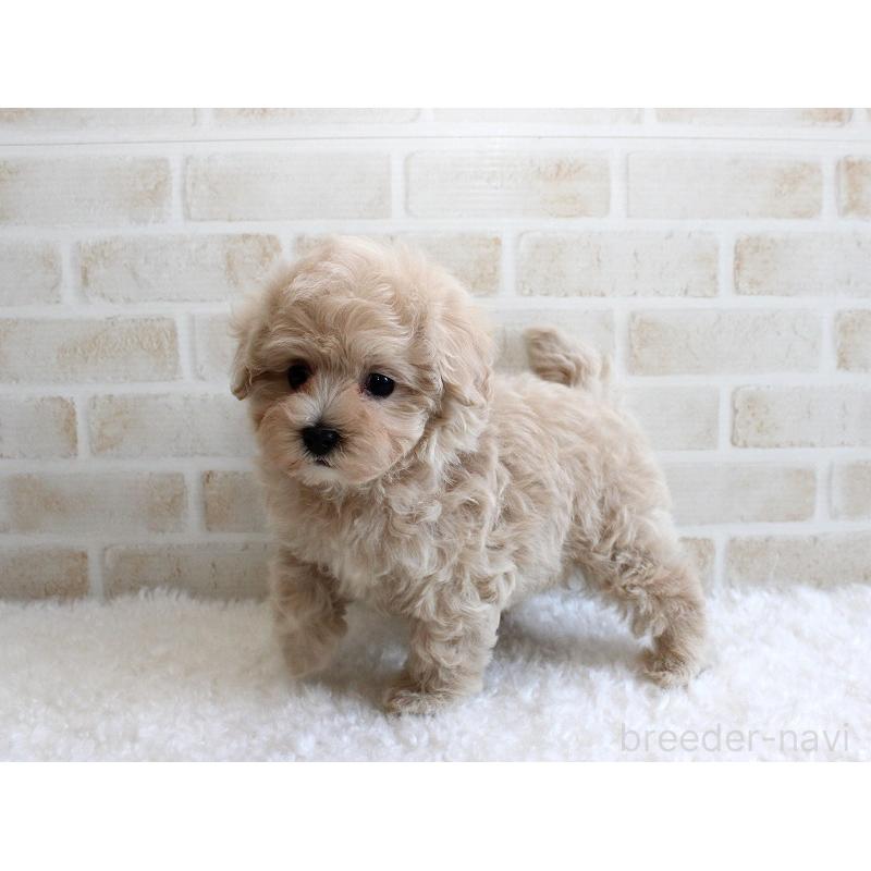 成約済の千葉県のマルプー:マルチーズ×トイプードル-434246の2枚目