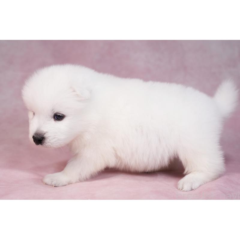 販売中の群馬県のサモエド-436282の18枚目